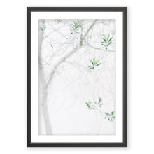 Load image into Gallery viewer, Olive Tree