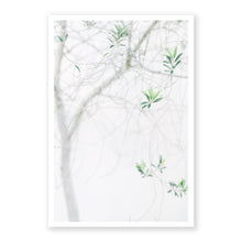 Load image into Gallery viewer, Olive Tree
