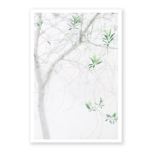 Load image into Gallery viewer, Olive Tree
