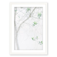 Load image into Gallery viewer, Olive Tree