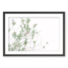 Load image into Gallery viewer, Oleanders