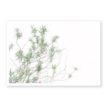 Load image into Gallery viewer, Oleanders
