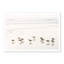 Load image into Gallery viewer, Shorebirds