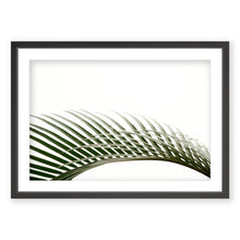 Load image into Gallery viewer, Sago Palm 4