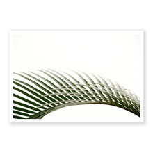 Load image into Gallery viewer, Sago Palm 4
