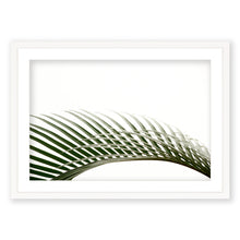 Load image into Gallery viewer, Sago Palm 4