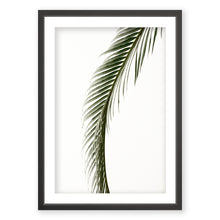 Load image into Gallery viewer, Sago Palm 5