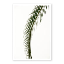 Load image into Gallery viewer, Sago Palm 5