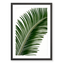 Load image into Gallery viewer, Sago Palm 1