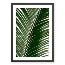 Load image into Gallery viewer, Sago Palm 2
