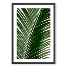 Load image into Gallery viewer, Sago Palm 2