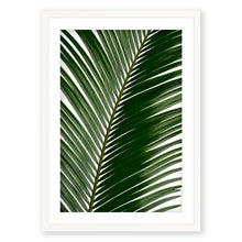 Load image into Gallery viewer, Sago Palm 2