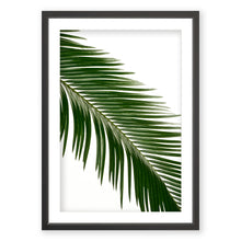 Load image into Gallery viewer, Sago Palm 3