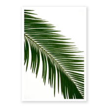 Load image into Gallery viewer, Sago Palm 3