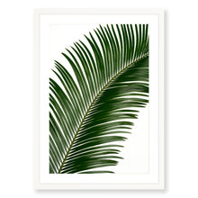 Load image into Gallery viewer, Sago Palm 1