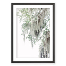 Load image into Gallery viewer, Spanish Moss 1