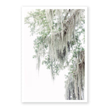 Load image into Gallery viewer, Spanish Moss 1