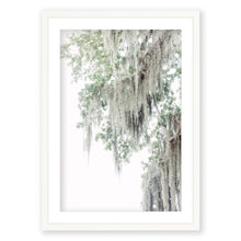 Load image into Gallery viewer, Spanish Moss 1