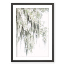 Load image into Gallery viewer, Spanish Moss 2