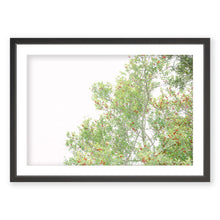 Load image into Gallery viewer, Yaupon Holly