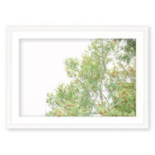 Load image into Gallery viewer, Yaupon Holly