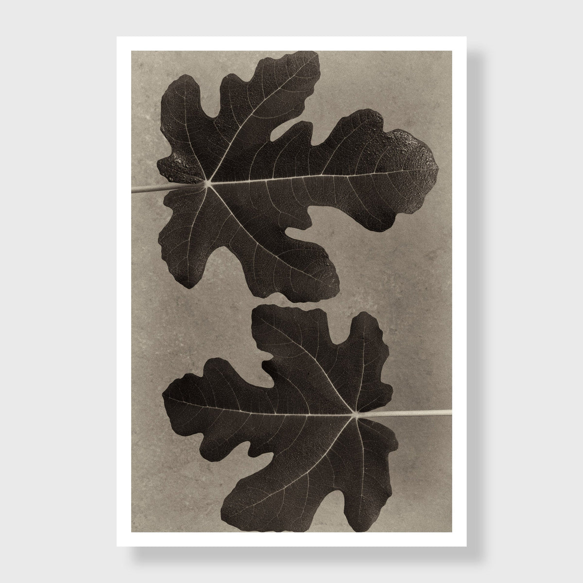 A Fig Tree