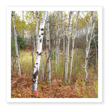 Load image into Gallery viewer, Aspens
