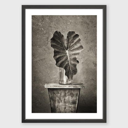 Elephant Ear 1