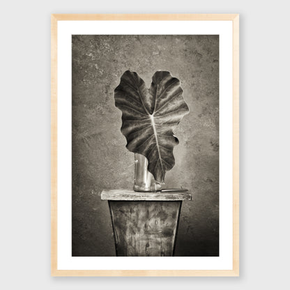 Elephant Ear 1