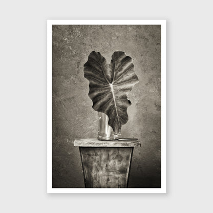 Elephant Ear 1