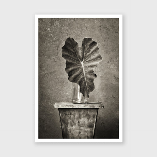 Elephant Ear 1