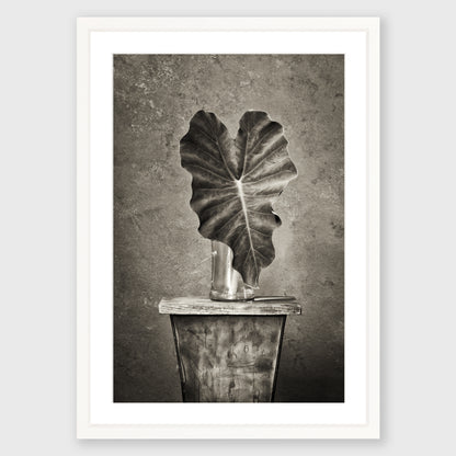 Elephant Ear 1
