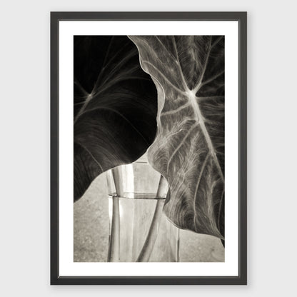 Elephant Ear 2