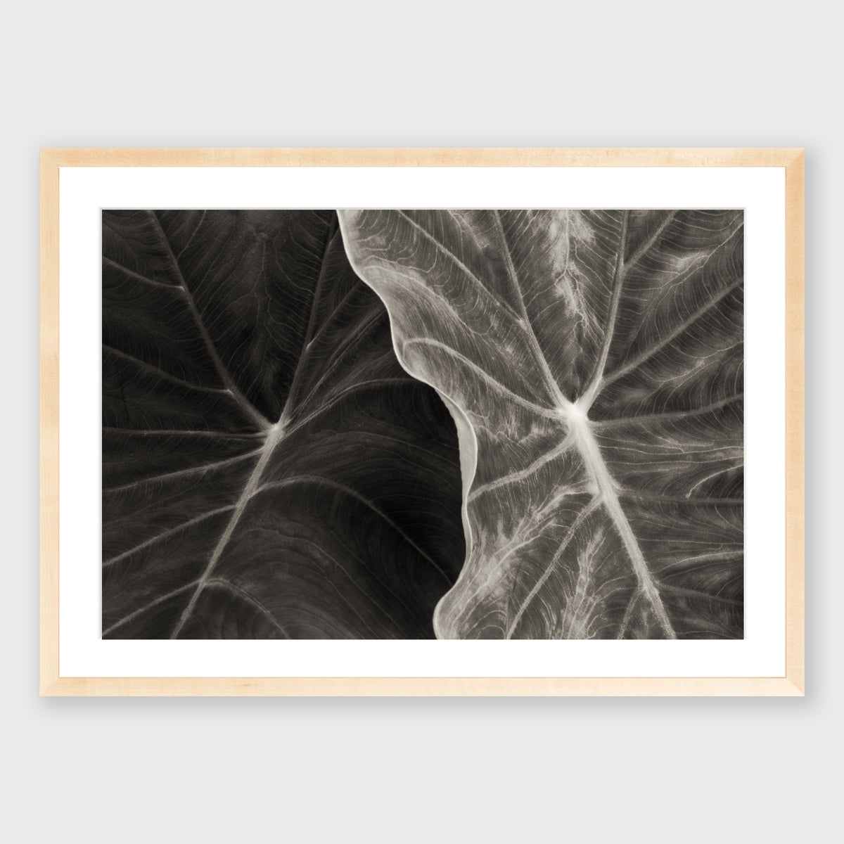 Elephant Ear 3