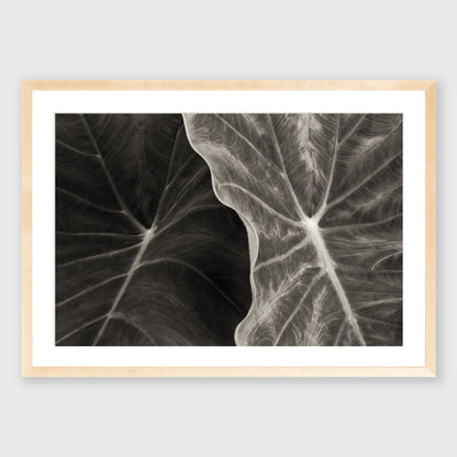 Elephant Ear 3