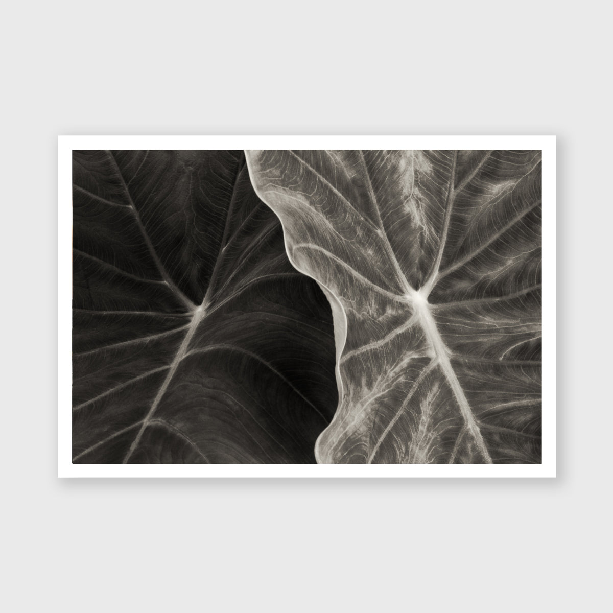 Elephant Ear 3