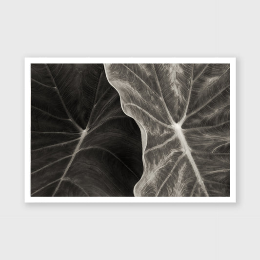 Elephant Ear 3