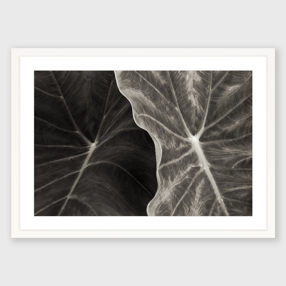 Elephant Ear 3
