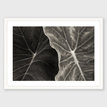 Elephant Ear 3
