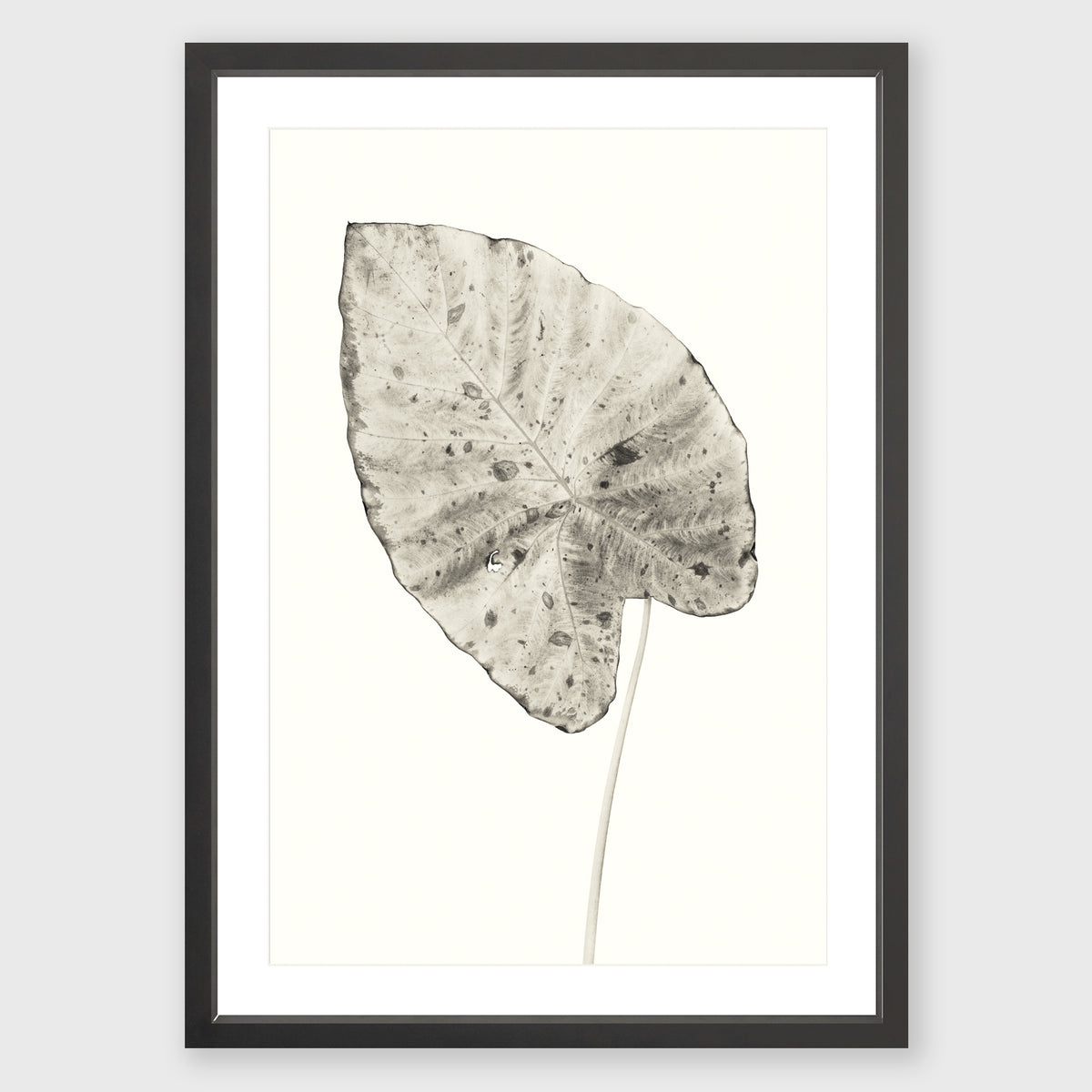 Elephant Ear 5
