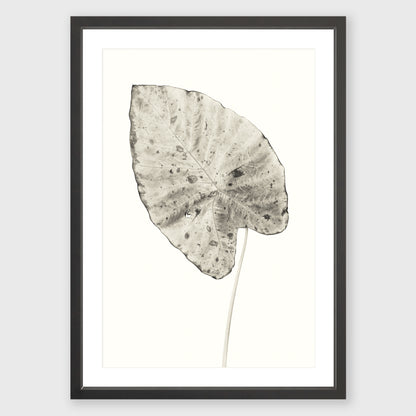 Elephant Ear 5