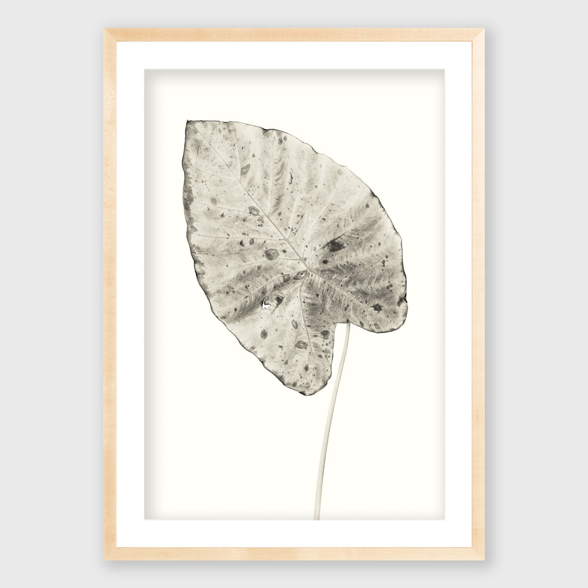 Elephant Ear 5