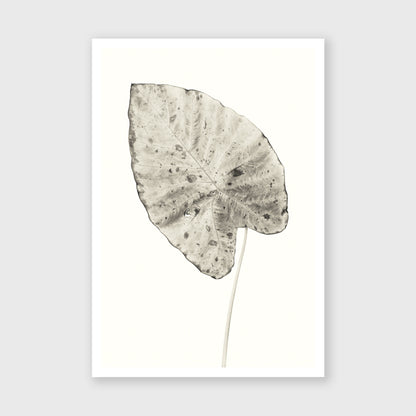 Elephant Ear 5