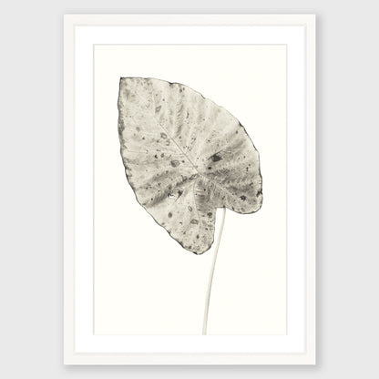 Elephant Ear 5