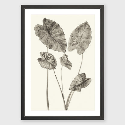Elephant Ear 6