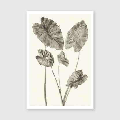 Elephant Ear 6