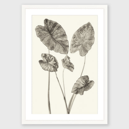 Elephant Ear 6