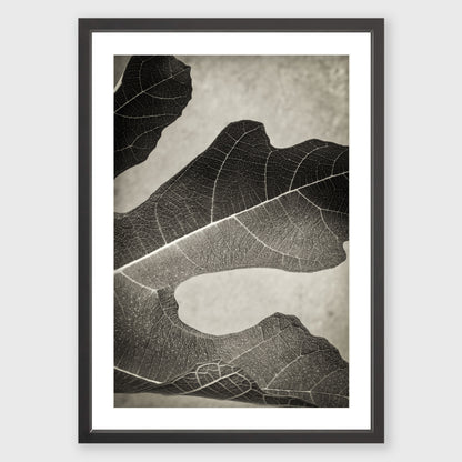 Fig Leaf 1