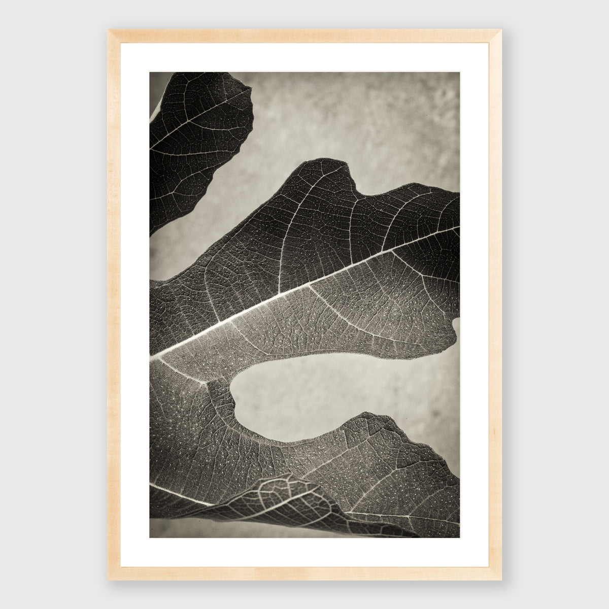 Fig Leaf 1