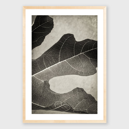 Fig Leaf 1